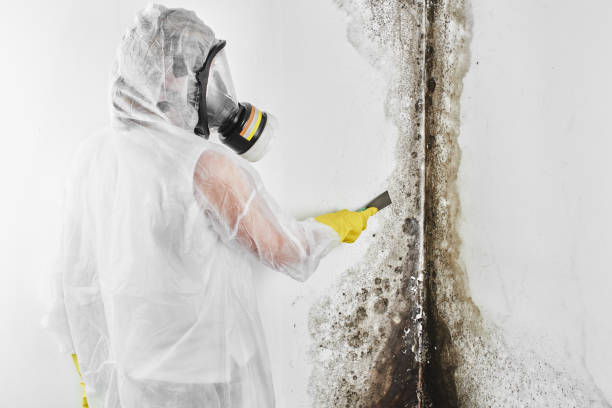Attic Mold Removal in Akron, OH