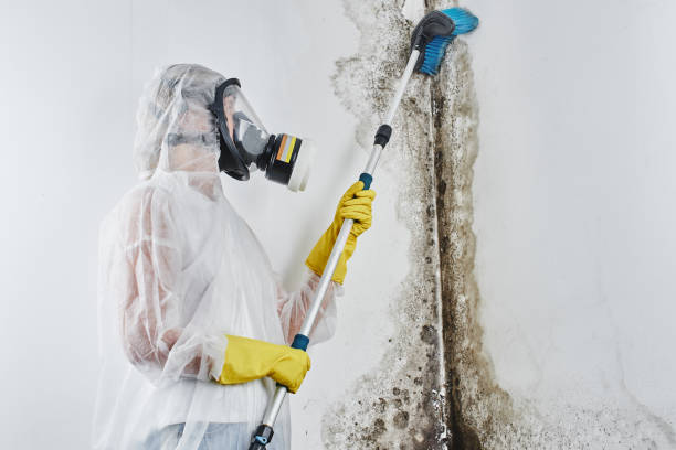 Best Affordable Mold Removal  in Akron, OH